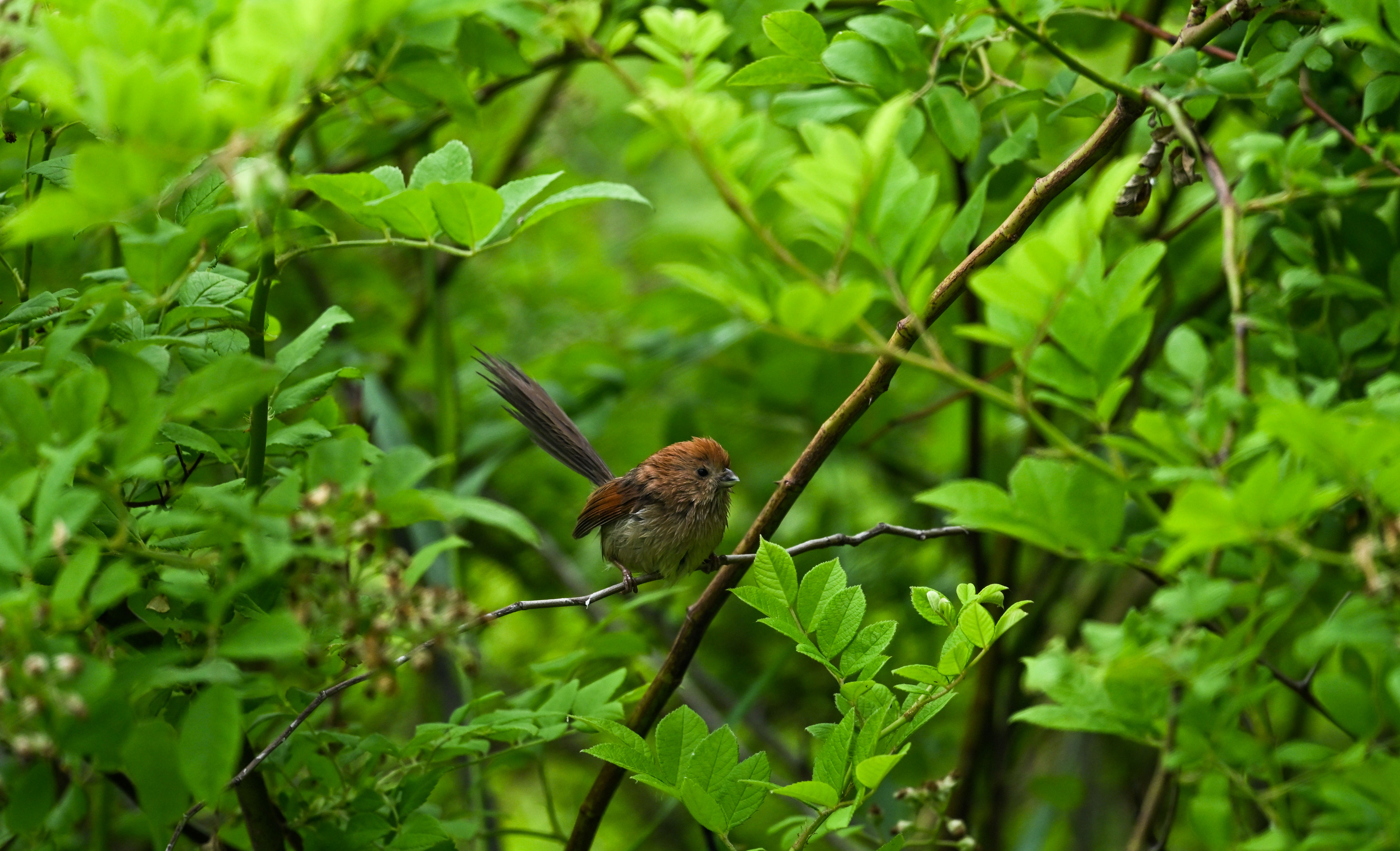 Small Brown Bird
