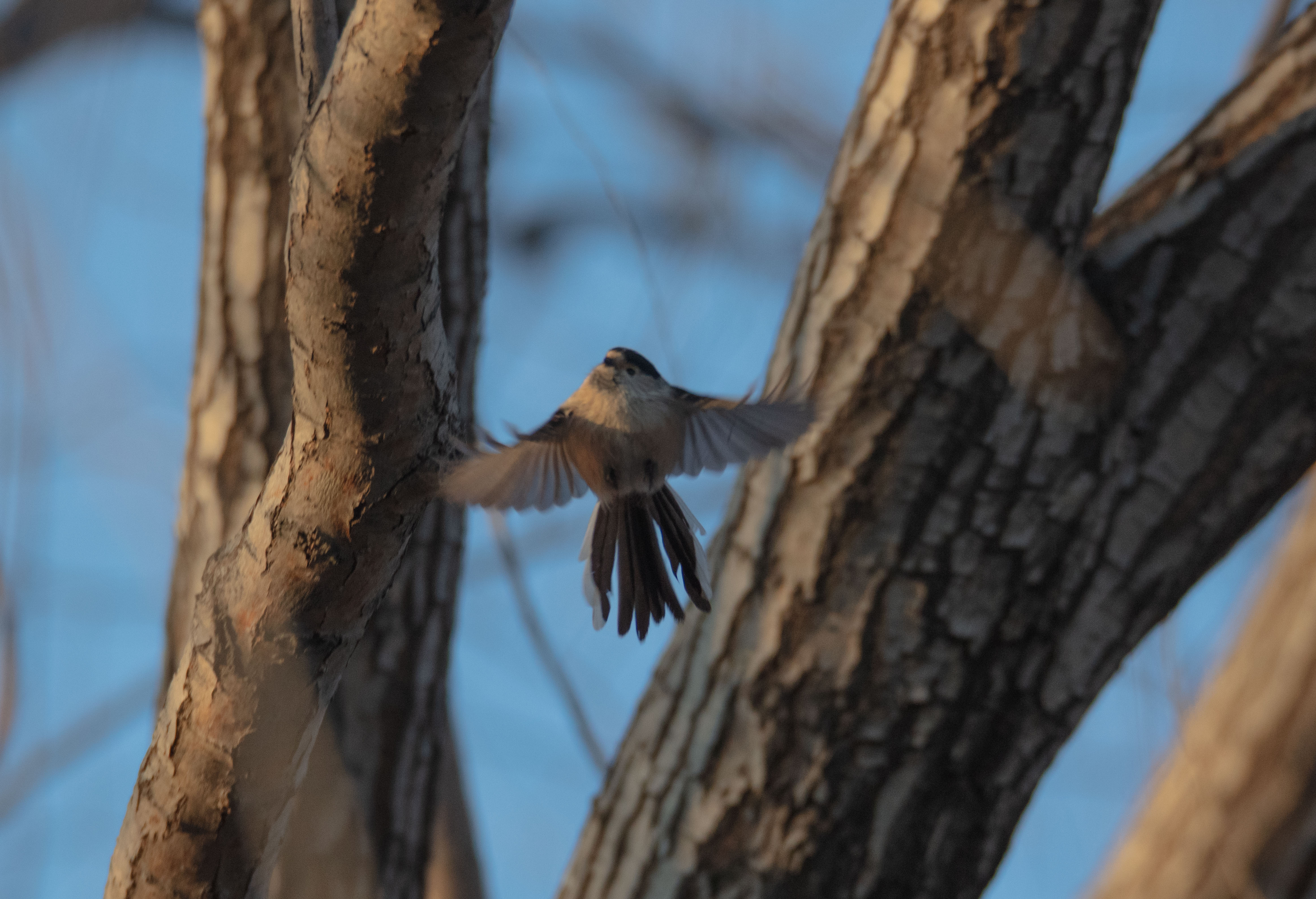 Small Bird, Takeoff