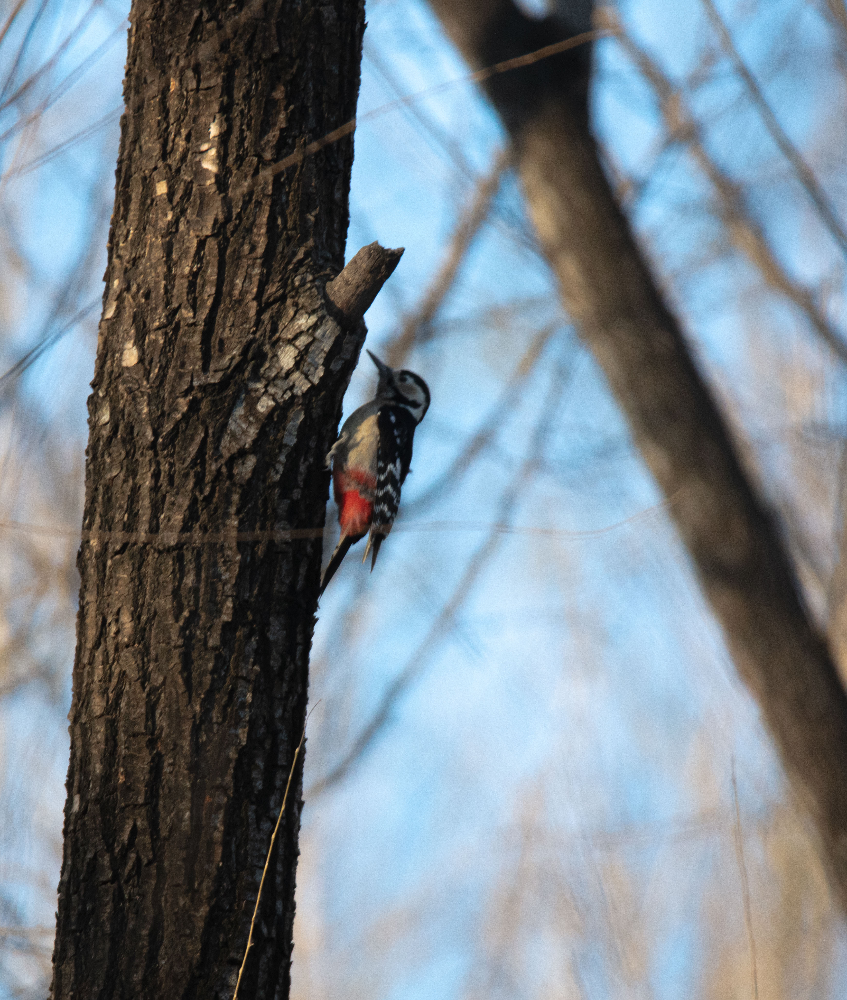 Woodpecker