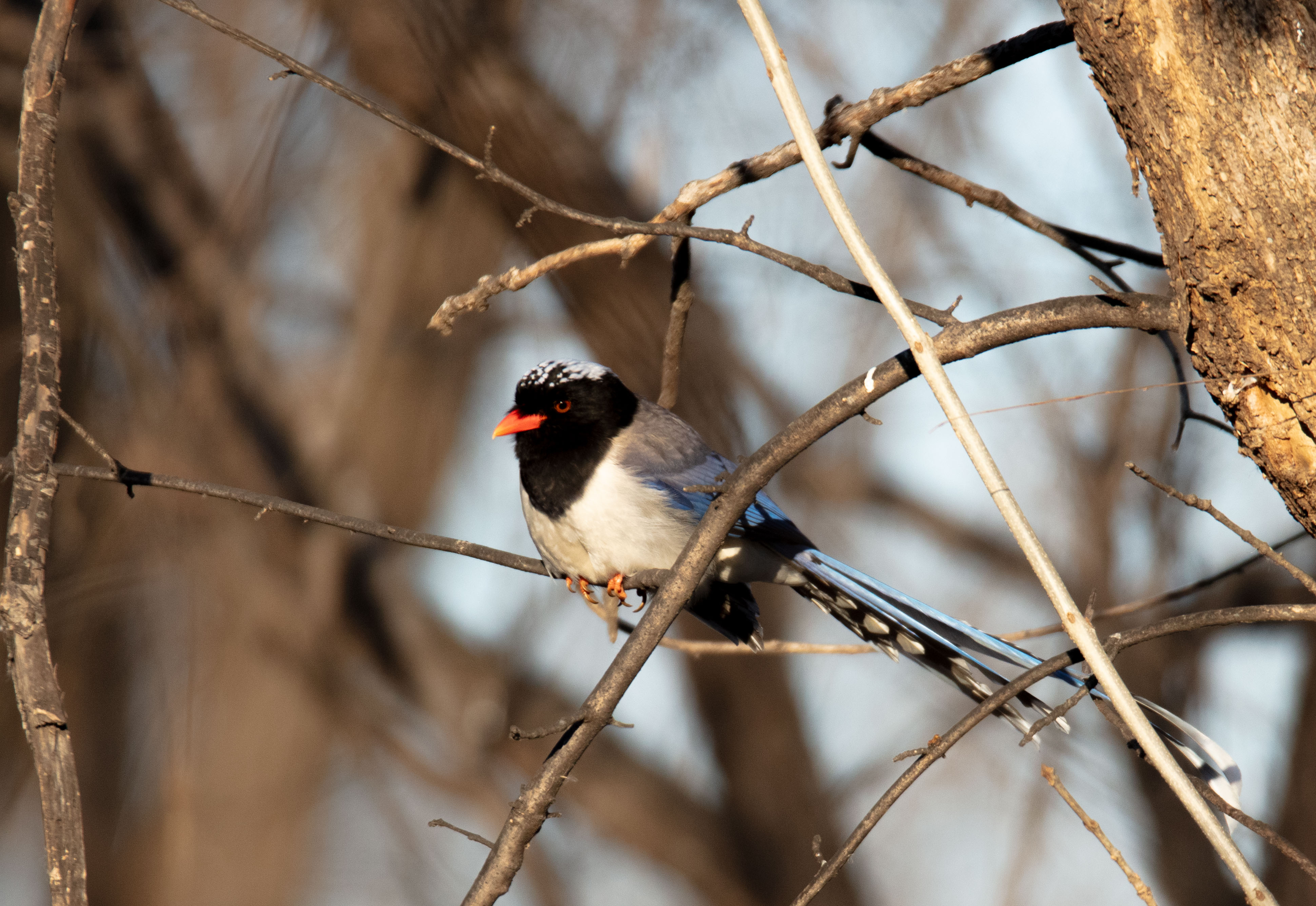 Red-billed Blue Magpie