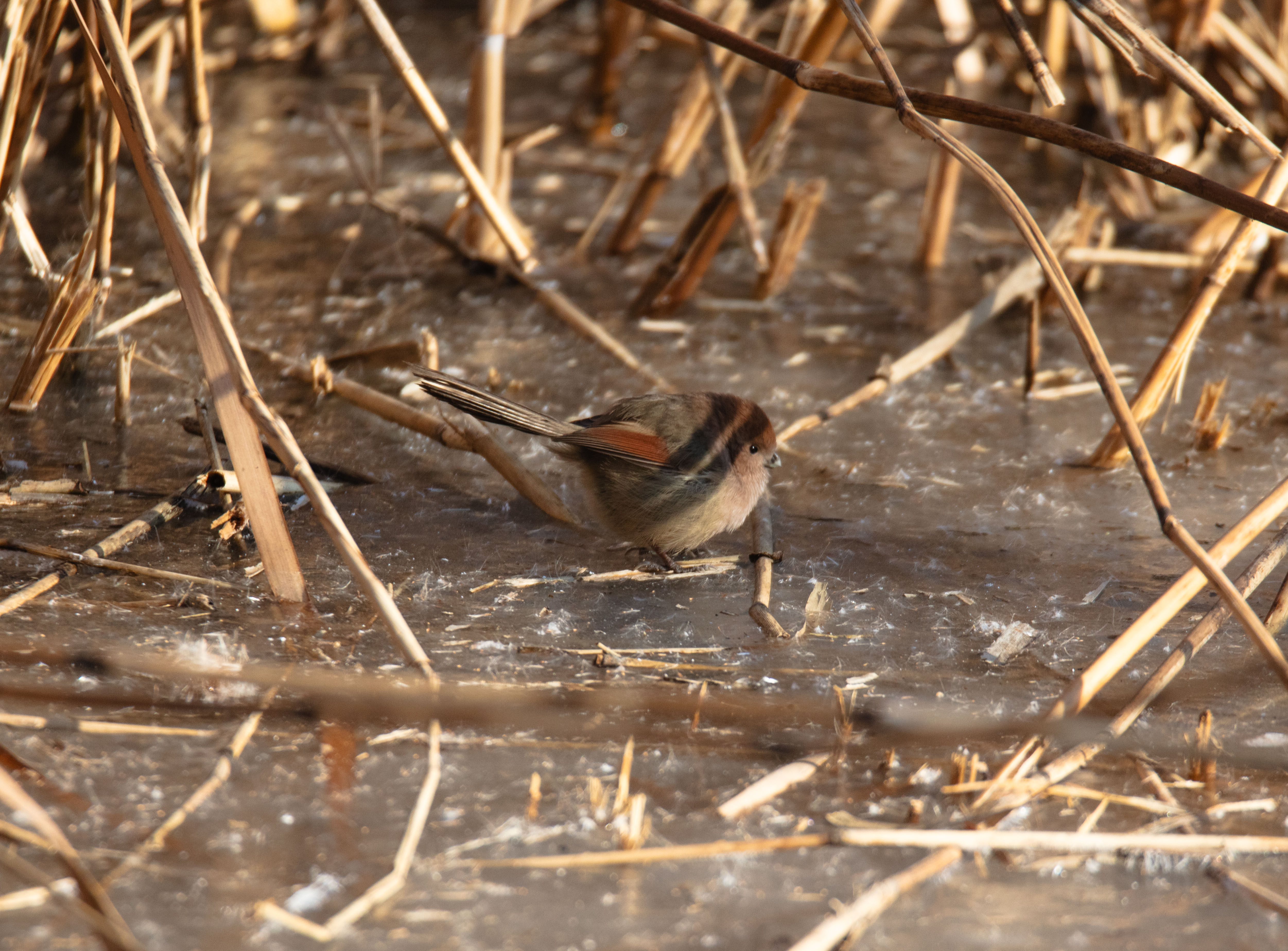 Reed Bird, Winter Marsh