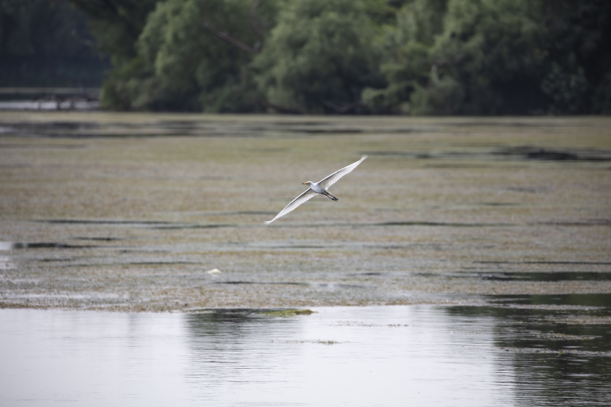 White Bird over Lake