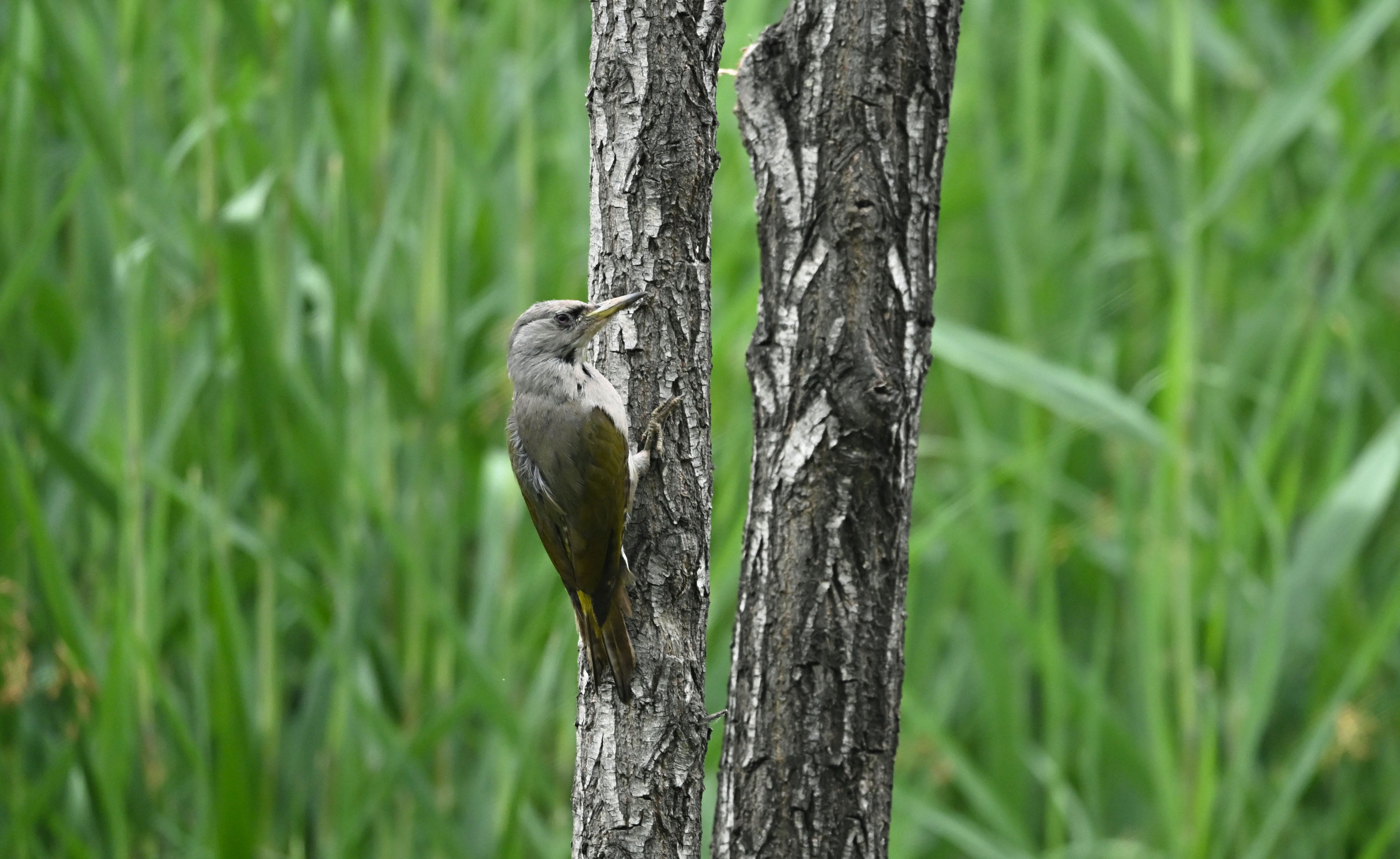 Treecreeper