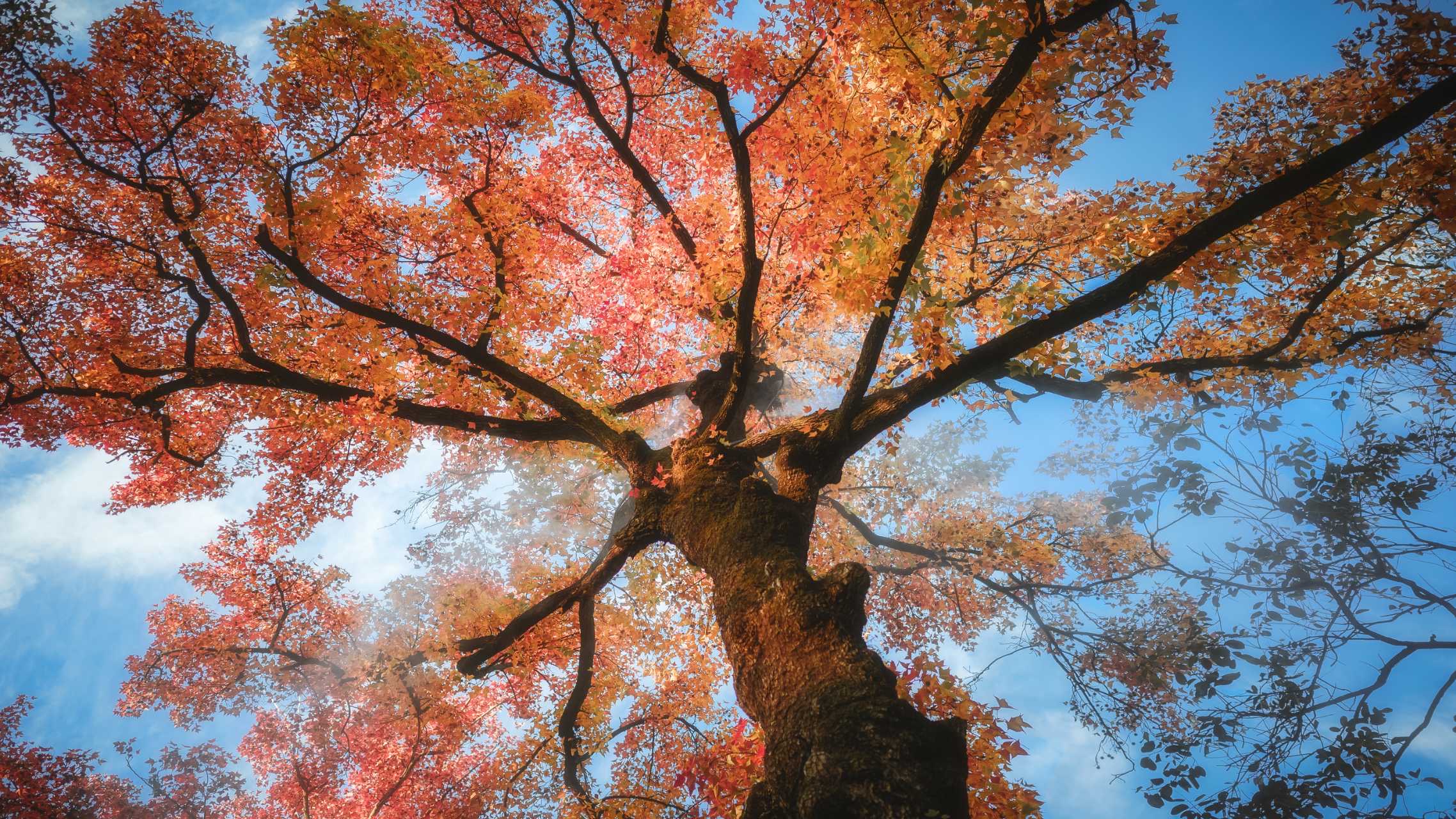 Autumn Maple Canopy