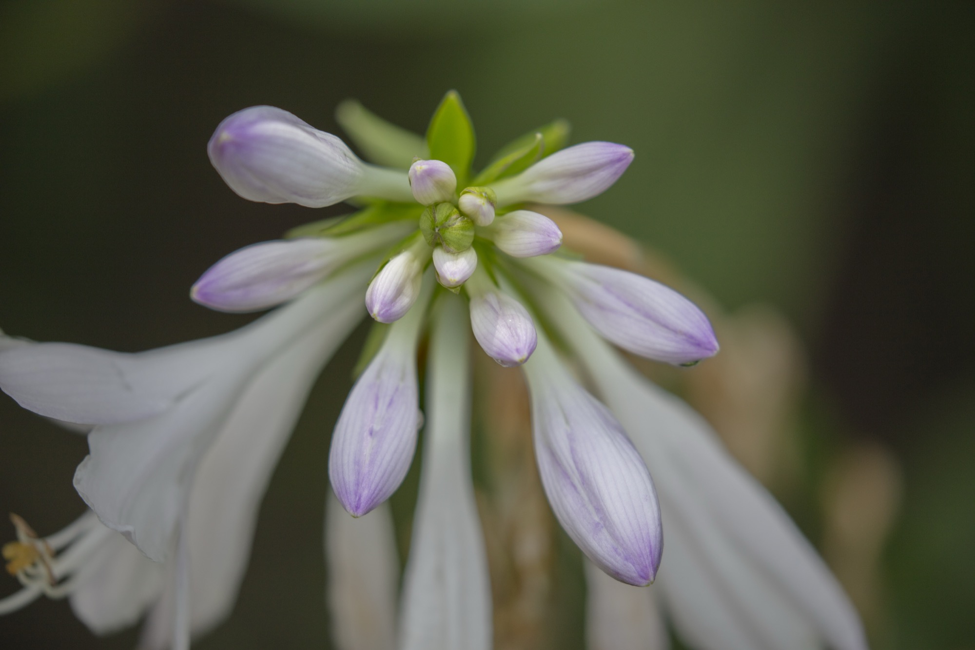 Hosta Flower Study