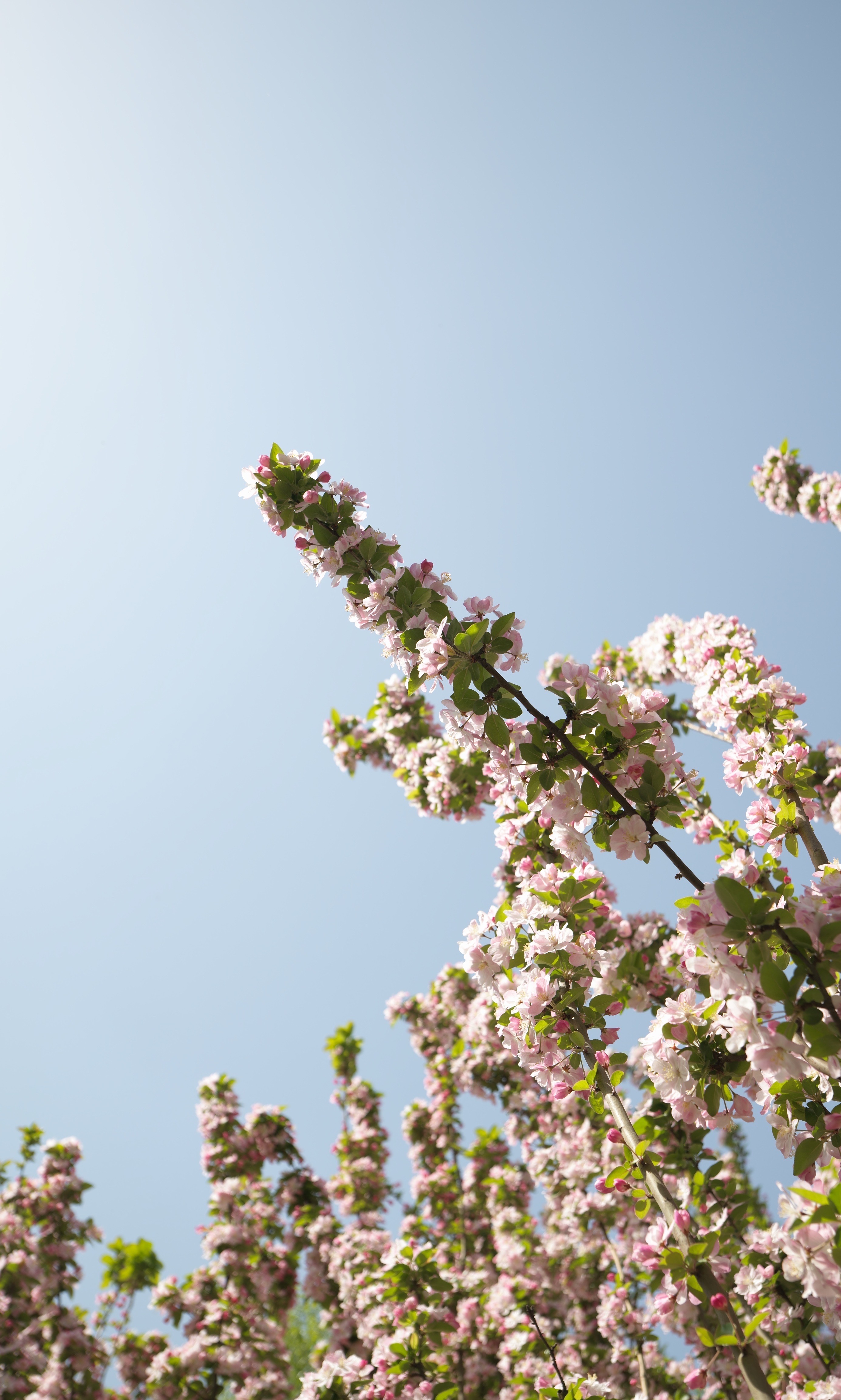 Blossom Sky