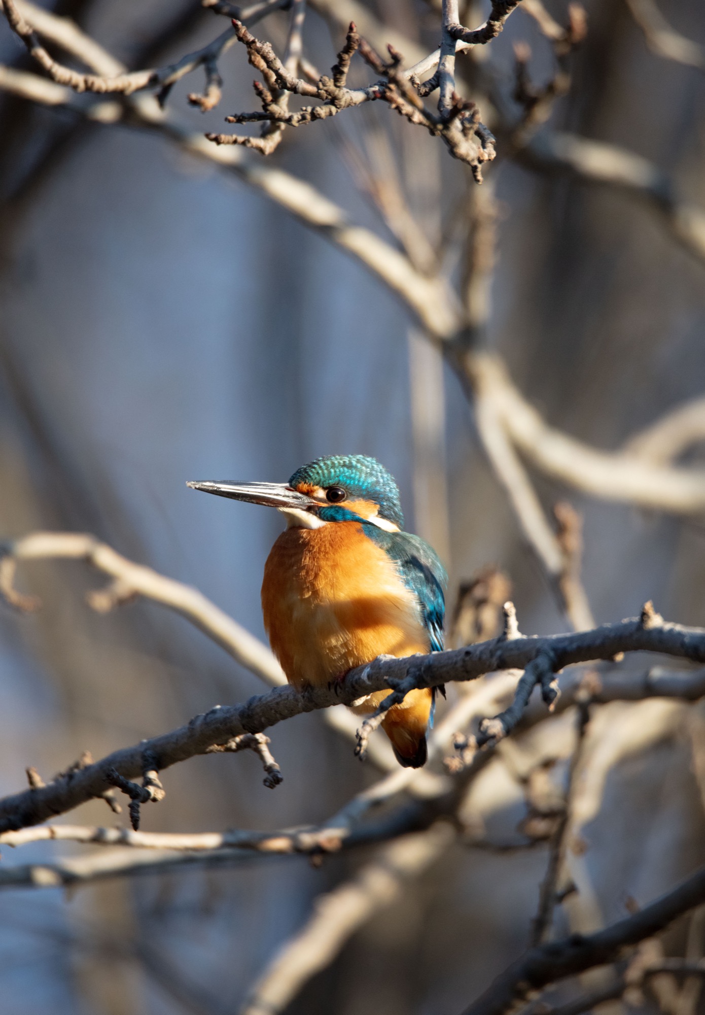 Kingfisher