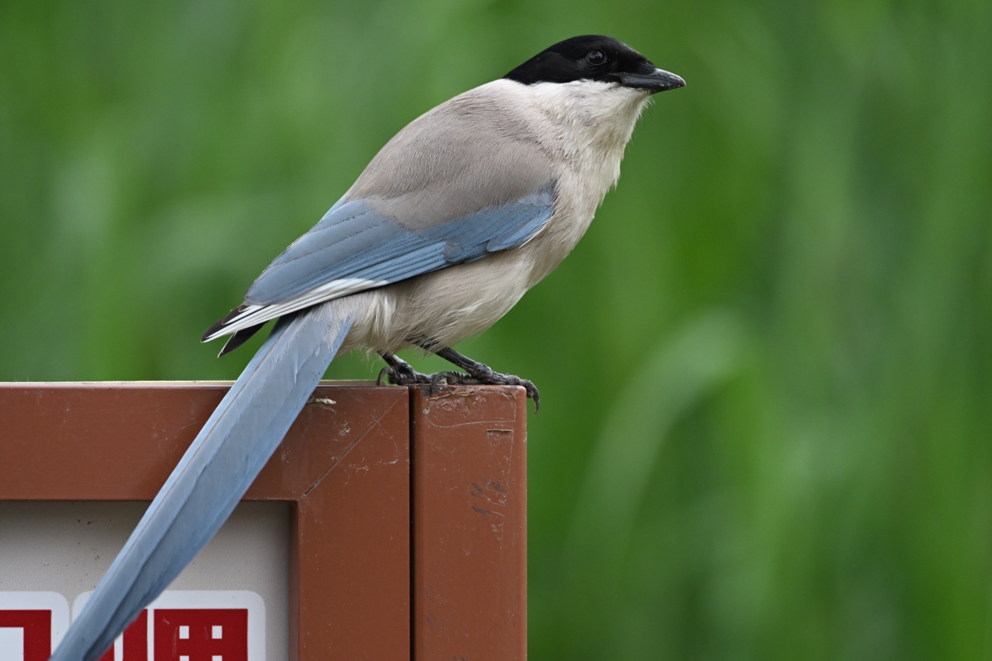 Azure-winged Magpie