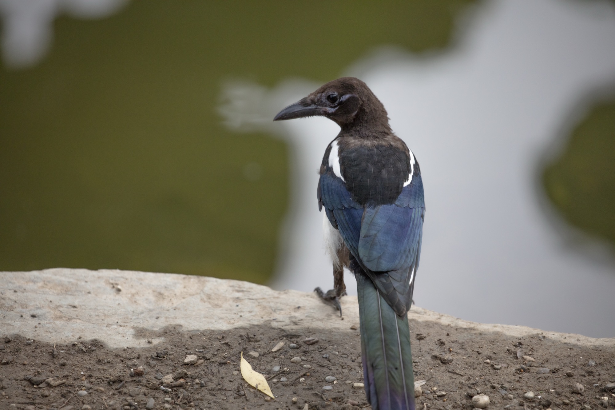 Magpie