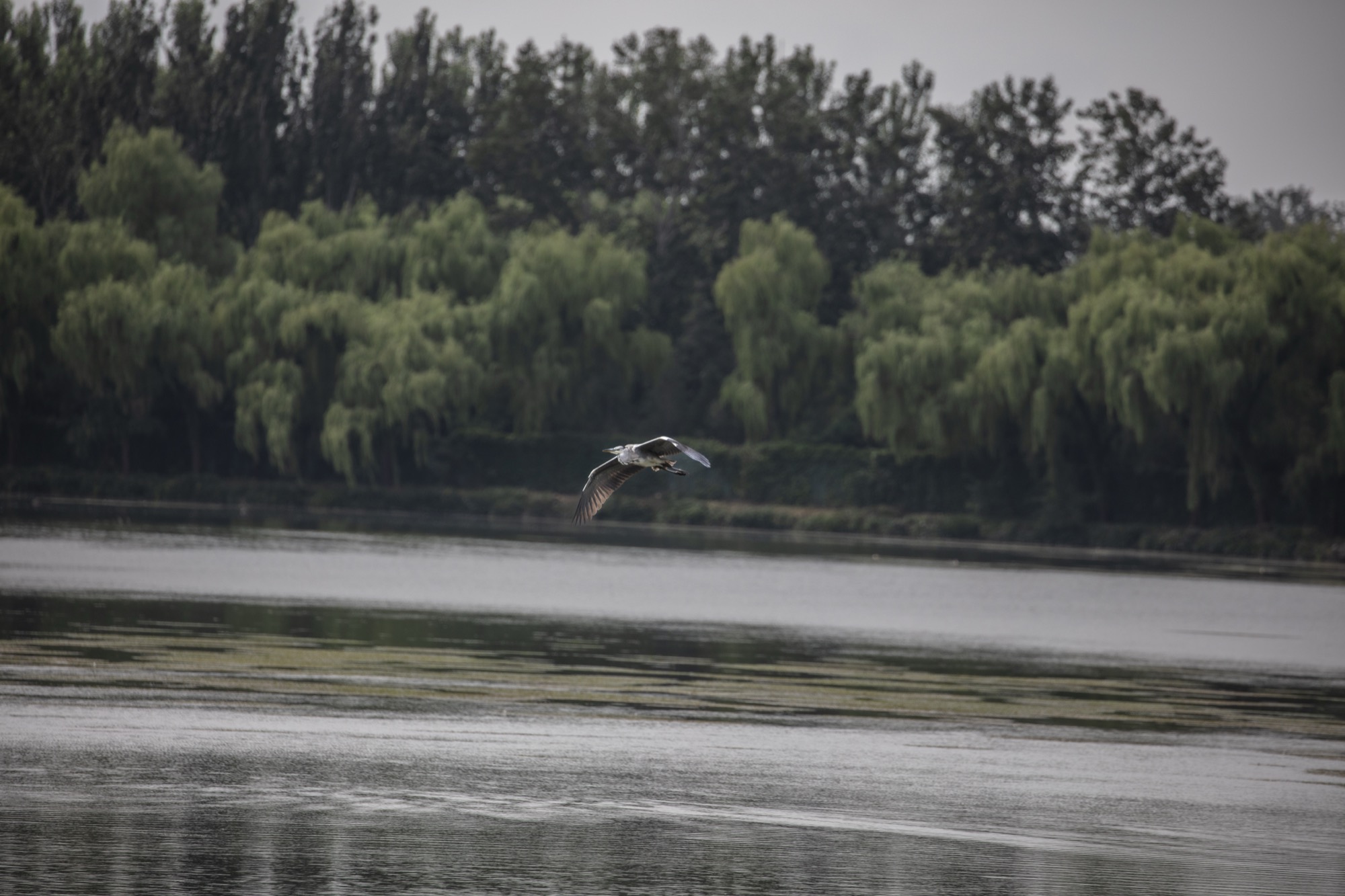 Heron over Lake