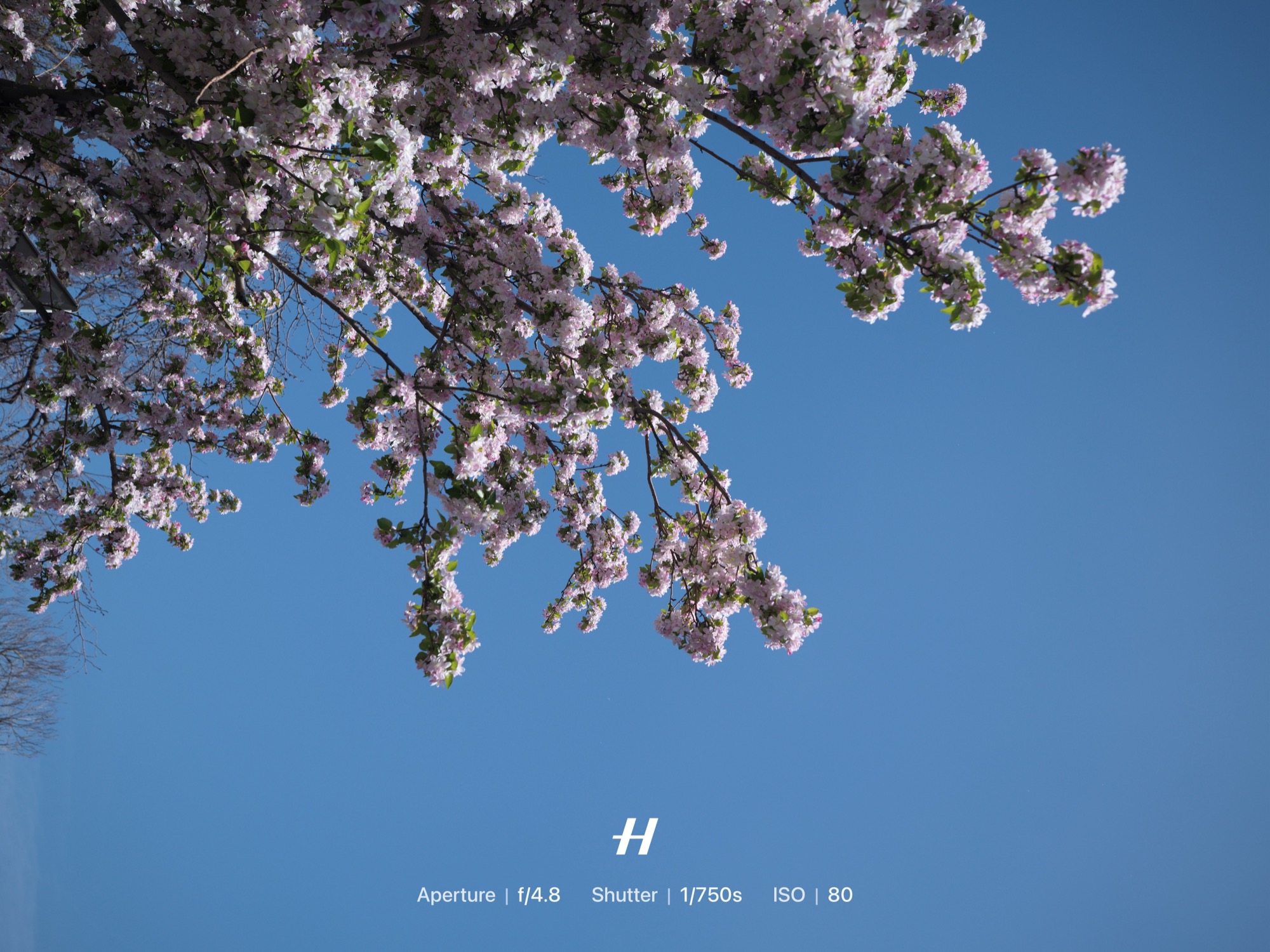 Blossom Sky, Hasselblad